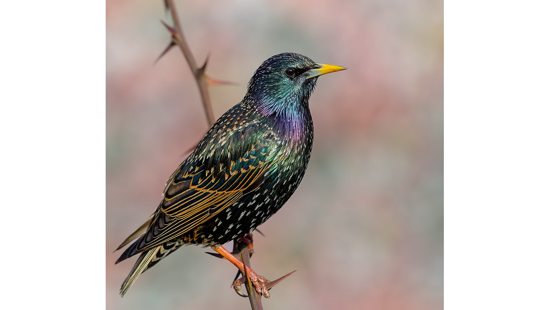 Common Starling (Sturnus vulgaris))